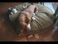 Basset Hound video