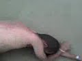 Magno travado 3 Magno travado 3