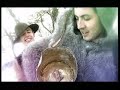ZDOB SI ZDUB - HAITURA Manele-Gratis.net