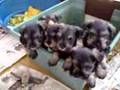 Schnauzer miniatura
