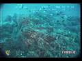 Blacksmith fish (Chromis punctipinnis)