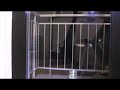 Click here to watch this video Dose ca 4 Meter hochgeschossen durch Böller :p