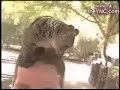 Animais imprevis�veis