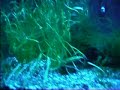 Aquario plantado de 35 lts 1 peixe.. labeo com 1 anos nessa aquario 
