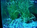 Aquario 35 lts