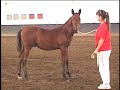 http://www.celticlegacyfarm.com/
in order of appearance:

1.    labyrinth, black colt by landmarck out of kristrick xx.

2.    zenzi, bay filly by albarez out of green alliance xx.   thank you guy and kim.

3.    lawman, bay colt by landmarck out of little green van xx.  stakes winner little green van is 24 this year. 

4.    zahavah, chestnut filly by landmarck out of lisa's ruler xx, retired eventer and champion ao showjumper.