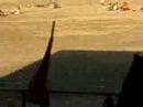 St. Jago High Shool Relay (sports day)
