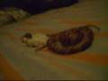 Corn Snake eating a young mice