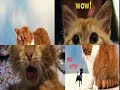 Hilarious Animal Video 2