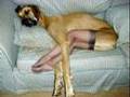 Hilarious Animal Video 2