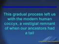 videos de Re: Vestigial Structures by XyoungearthX