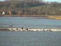 Surfing the River Severn Bore