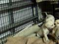 The Playful Puppies