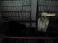 videos de Schnauzer and shi tzu.MP4