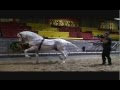 *Don Marcial Contreras*  ''Liviano'' PRE TX 2008 Medieval Times
