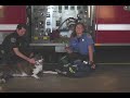 Pet Oxygen Masks
