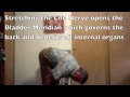 Long Life Wellness Exercises & Stretches for Stiffness