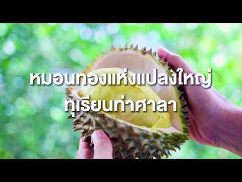 ราชาผลไม้ไทย...หมอนทองแห่งแปลงใหญ่ทุเรียนท่าศาลา