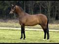 horses- dota