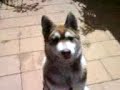 Husky pup Jai just showin how its done
