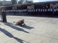 Telecancun El pipila
