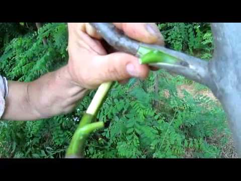 altoire - Important este sa se lucreze foarte repede pentru a nu se produce oxidarea, nucul oxidand foarte repede. Deasemenea trebuie acordata atentie la legare pentru...