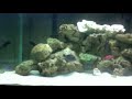 120 Gallon Saltwater Aquarium
