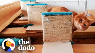 Senior Cat Has Stairs Built For Him To Reach Cuddles With His Favorite Person | The Dodo by The Dodo