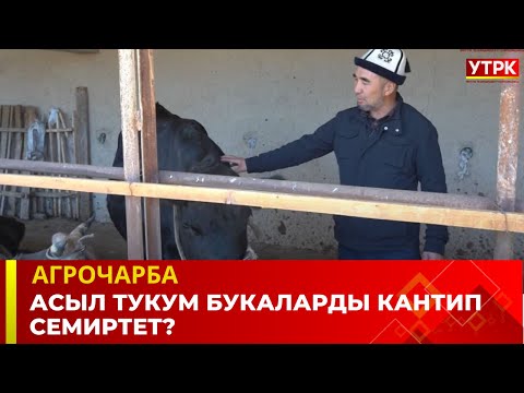 Асыл тукум букаларды кантип семиртет?| Агрочарба