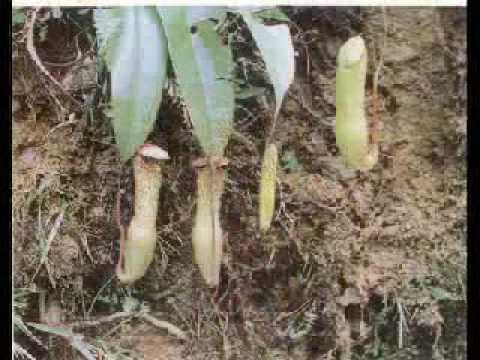 trumpet of meghalaya