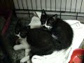 Tuxedo Twins
