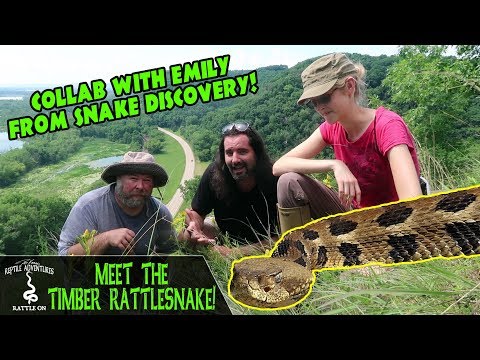 YouTube reptile video