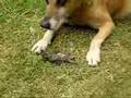 perro cifo come ratas