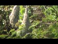 WeaverBird in Nest Kabini