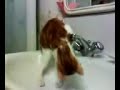 PIPINU MACARRONE, IL GATTO CHE NON TEME L\