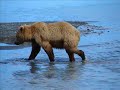 BROWN BEARS Playing and Napping, Katmai # 6