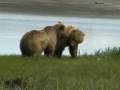BROWN BEARS Playing and Napping, Katmai # 6