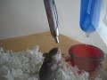 Cutewithchris Pens b!tch