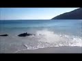Dolphins come in to close to shore and beach themselves but luckily for them humans come save them and drag them back out to sea.