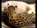 kitty-breast-massage.html