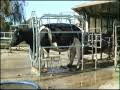 Treat Back Hoof in Wrangler