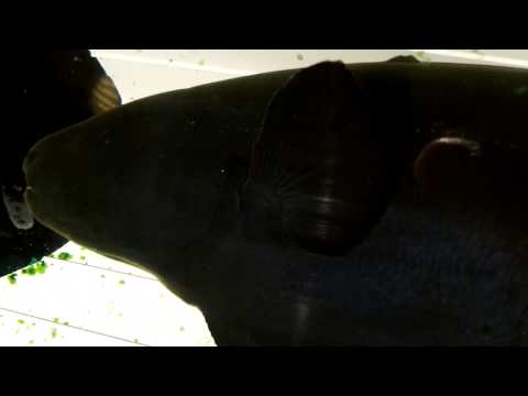 how to care knife fish