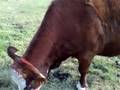 videos de Impressie kinderboerderij 