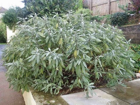 Image de prévisualisation YouTube