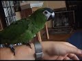 Kiki skida sat Kiki skida sat