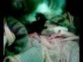 Parto Gato Karin 1.MP4
