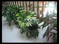 O meu jardim