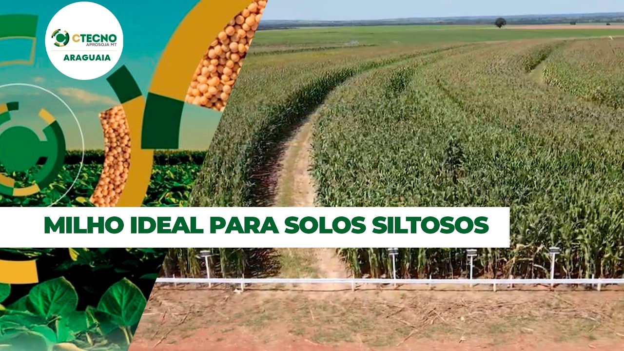 Pesquisa com milho busca híbridos eficientes e adubação apropriada para viabilizar segunda safra....