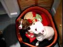 scrappy-teaches-cleo-to-give-a-paw.html