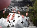 La teoria de la evolucion